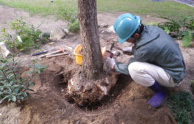 シダレザクラがん腫切除・殺菌処理